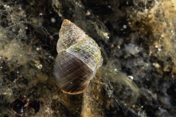 Media type: image;   Malacology 413373 Description: Live specimen image, in situ.;